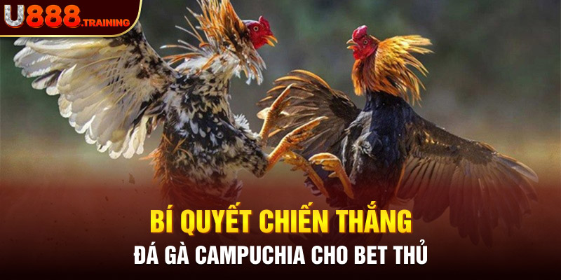 Mẹo xương máu giúp anh em kê thủ luôn thắng khi chơi đá gà campuchia