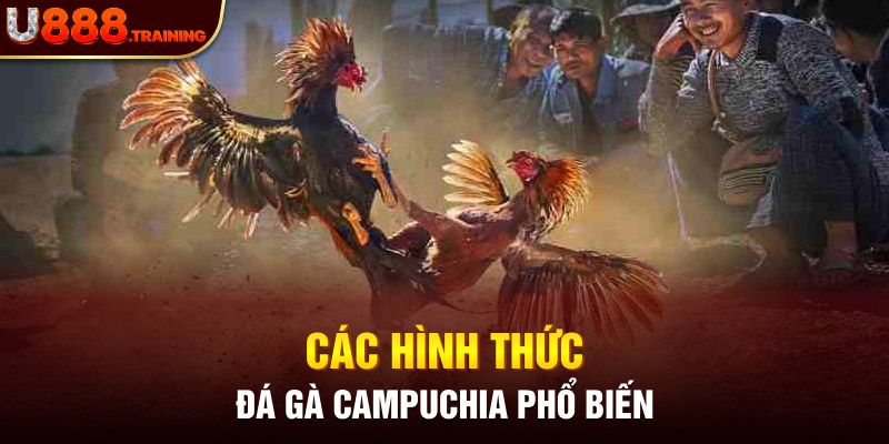 Các hình thức đá gà campuchia phổ biến hiện nay