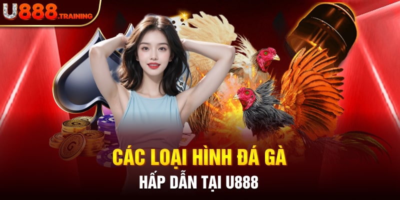 Tổng hợp các loại kèo cược gà tại sân chơi U888 xanh chín